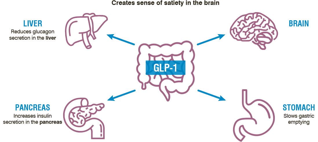 GLP-1 mechanism of action when blood sugar levels increase